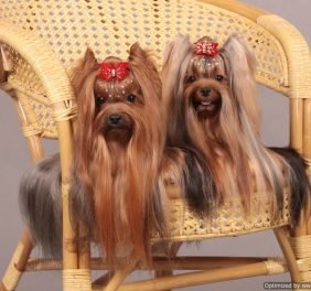 Royal Pet