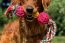 Baxter Toys