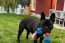 Baxter Toys