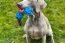 Baxter Toys