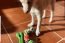 Baxter Toys