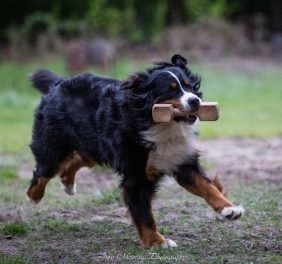 Elibird suņu sports