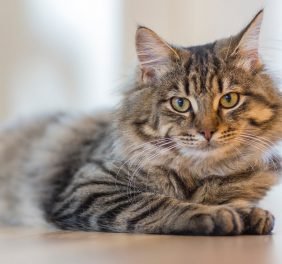 Bišu dārzs Veterinār...