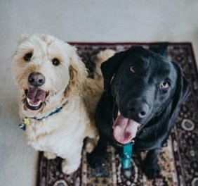 Amicus veterinārā kl...