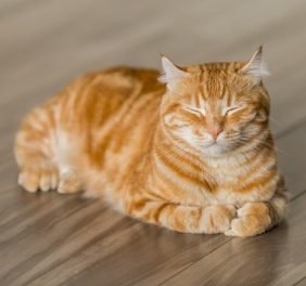 Kalnbērzs veterinārā...
