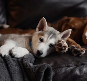 Ādažu veterinārā klī...