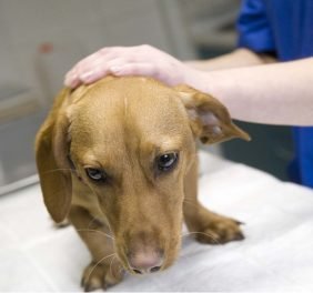 Hīrons veterinārā kl...