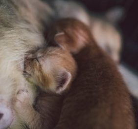 Obodņikova veterinār...