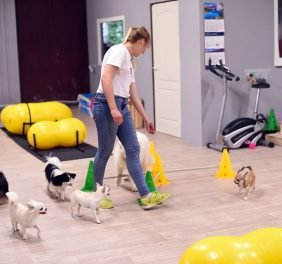 Dog Fitness Club suņ...