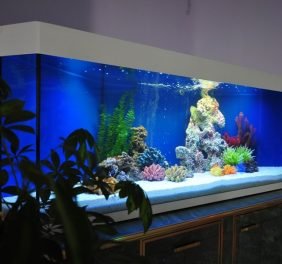 Aquarium&Design...